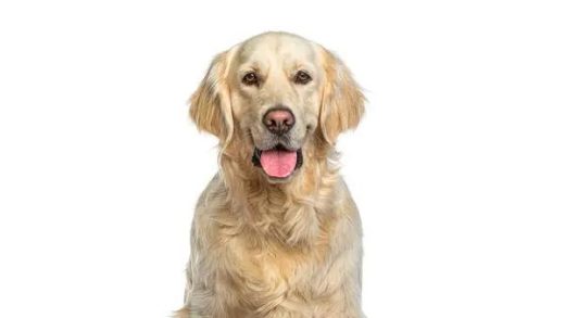 Exploring Large Hypoallergenic Dog Breeds: A Guide for Allergy Sufferers
