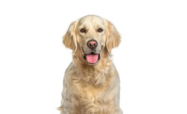Exploring Large Hypoallergenic Dog Breeds: A Guide for Allergy Sufferers